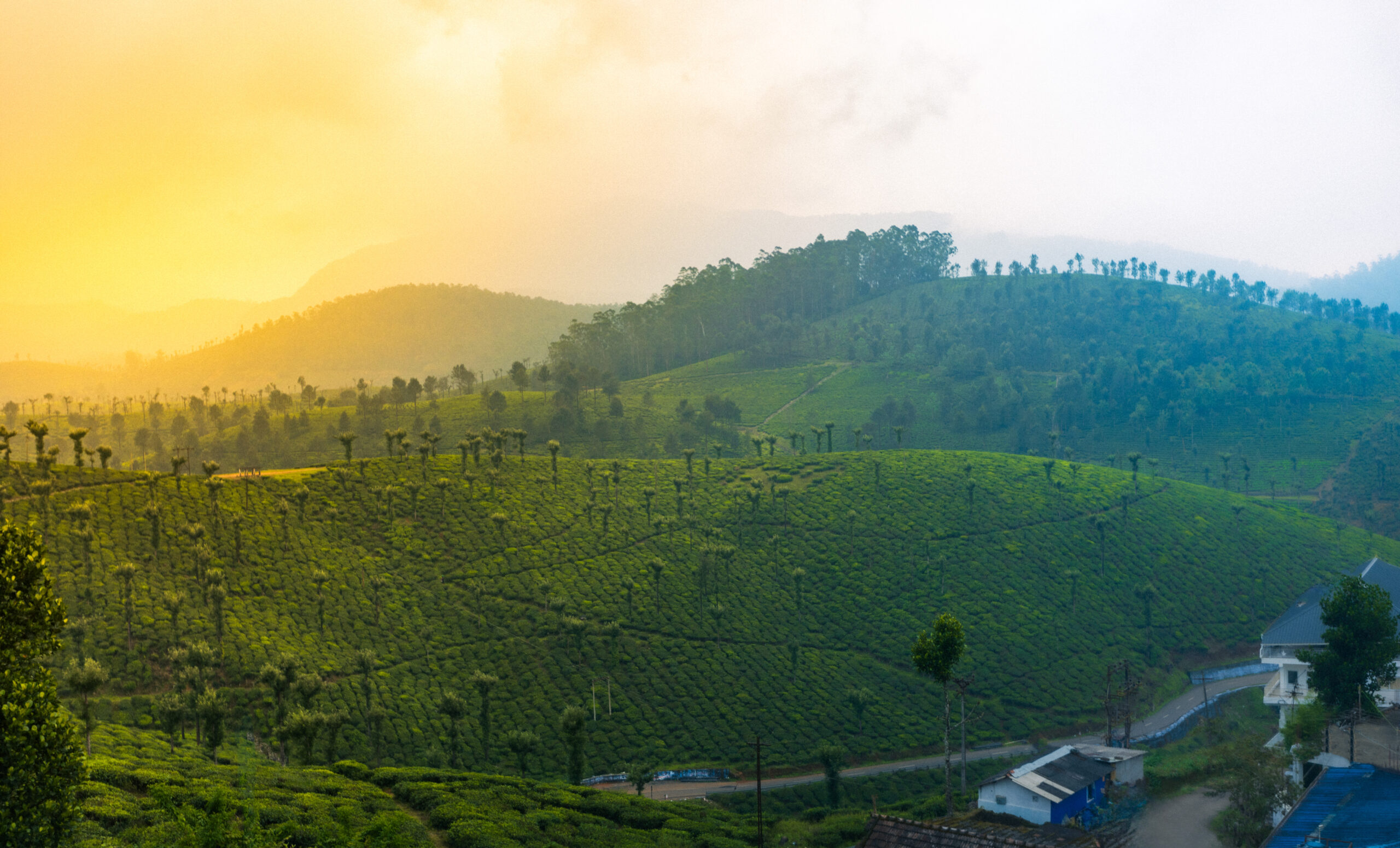 Tea garde view in valparail