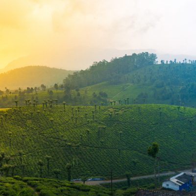 Tea garde view in valparail