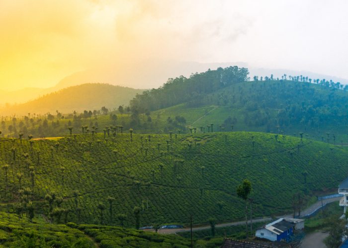 Tea garde view in valparail